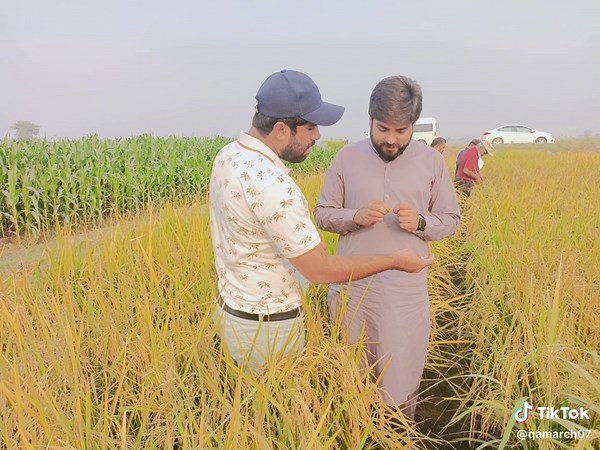 Understanding Rice Breeding: Emasculation and Hybridization Process