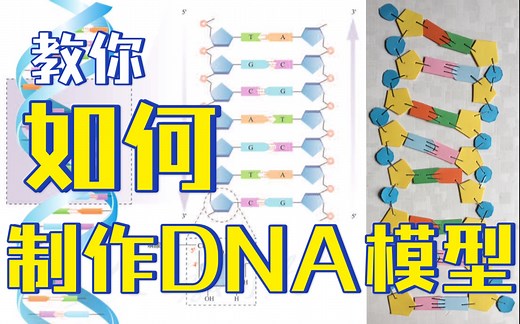 【高中生物】DNA模型手工制作～作业拯救计划05