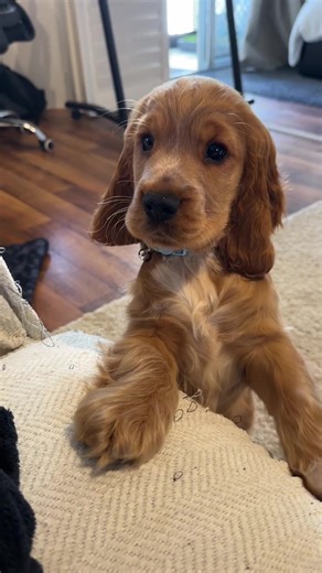 Who's the Boss in This Cocker Spaniel Relationship?