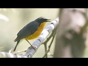 Indian blue robin calling in full hd voice/birds of kashmir