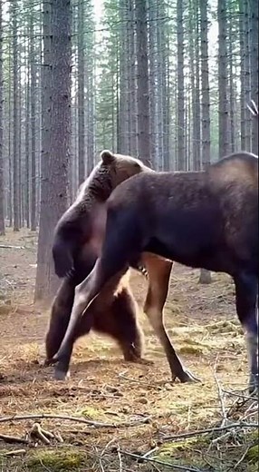 Moose vs Grizzly Bear: The Ultimate Forest Battle! 🫎🐻