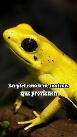 Things you didn't know about the golden poison dart frog