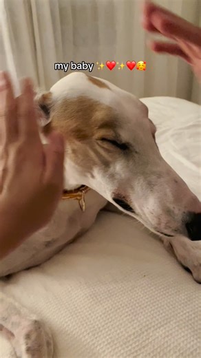 The best baby ❤️✨❤️✨☺️ #rescuegreyhound | Dahound - Martingale Collars | Facebook