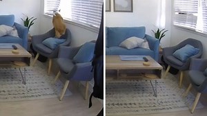 56K views · 93 reactions | This guilty boy didn't get belly rubs for a week after these shenanigans were caught on camera! | Rumble | Facebook