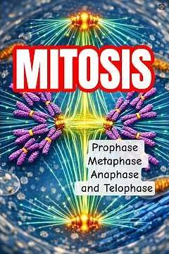 What is Mitosis: The Science of Cell Division Explained (Fast & Easy)