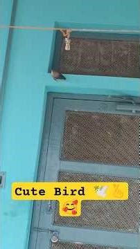 #cute #unseen Bird