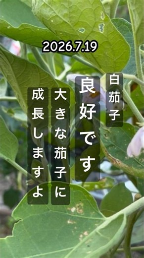 【The white eggplant flowers are looking great too👍】 #eggplantcultivation
