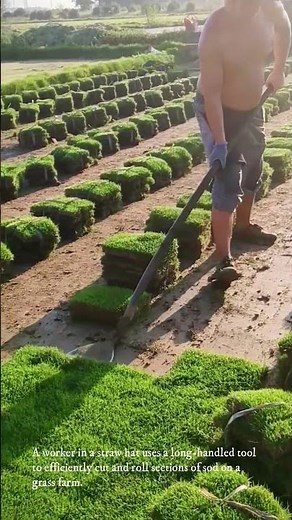 sod harvesting on a grass farm