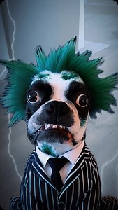 498K views · 69K reactions | From Dog to Bug-Eating Beetlejuice! One moment it’s just a squished bug, and the next, my dog’s turning into Beetlejuice! Lesson learned: Be careful what you drop, because you never know what kind of transformation it might spark! . . . #funnydogs #dogsofinstagram #dogparents #funnyreels #lol #hilarious #beetlejuice #beetlejuicebeetlejuicebeetlejuice | Ash & Bowser | Facebook