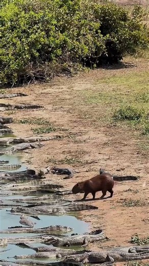 Crocodile ని కూడా Friend చేసేసే Animal!? 😳 Capybara Truth!