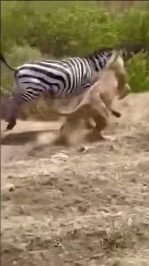 Lioness Hunting Zebra | Epic Predator Hunt