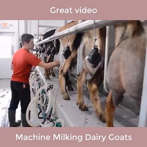 43K views · 68 shares | Machine Milking Dairy Goats | Wild Animal World | Facebook