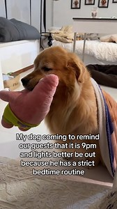 #reels #reelsfbviral #recommendation #viralreel #facebookreelcontest #fbreel #usa #pet #goldenretriver #reaction | echogoldenbear