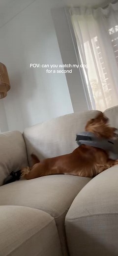 Bambi (@bambicockerspaniel)’s videos with Face Dance - Funny Tok