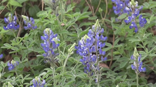 Texas Bluebonnet Season 2026: When and where to find the biggest blooms
