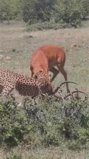 Cheetah Hunts Down an Impala at Full Speed | African Safari