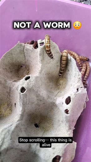 NOT A EARTHWORM! Don't Get Fooled by This! 😱​