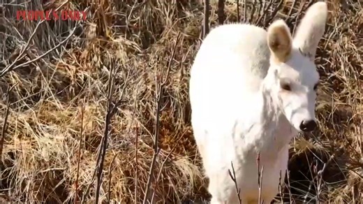 An endangered white alpine musk deer was recently spotted basking in the springtime sun in Xizang Autonomous Prefecture of Golog in NW China's Qinghai. | People's Daily, China