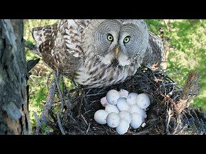 How Owl Laying Eggs In The Nest ?