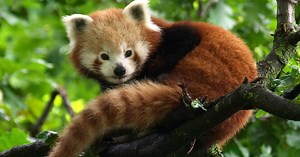 Le panda roux ne formerait pas une mais deux espèces, d'après son génome