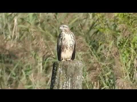 Common Buzzard (Buteo buteo) - Marais de Sionnet, Switzerland