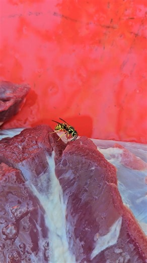 I've seen these little yellow jackets swarm meat for years. I never really watched to see what they were doing. We watched several. Take little "meat balls" and fly away. Pretty cool. Even though ,I hate the little devils. | Glenn Boar Caller Guess