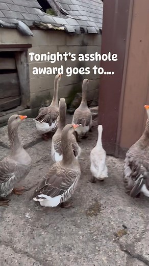Today’s asshole award goes to…MARGO! This French Toulouse goose is easy to spot with her crooked tail feathers. I think she wanted a break from the kids tonight. Don’t we all, Margo?! Don’t we all. #ducks #geese #pets #animals #goose #toulouse #feathers #naughty #farmlife | Clusterduck Farms and Rescue