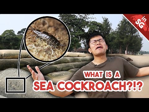 HUNDREDS of COCKROACHES along EAST COAST BEACH?! | Sea Cockroach / Sea Slaters
