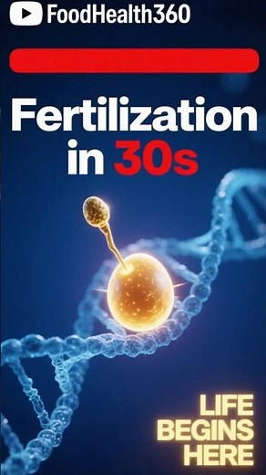 Fertilization in 30 Seconds | 3D Medical Animation