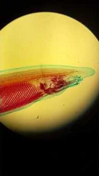 Lancelet microscope slide (Cephalochordata)