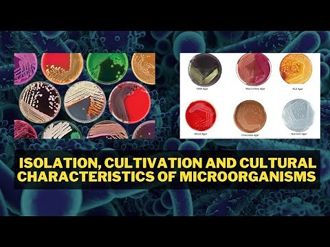 Isolation, Cultivation and Cultural Characteristics of Microorganisms | Laboratory Techniques