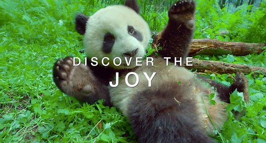 First Trailer for Dazzling Documentary Sequel 'Earth: One Amazing Day' | FirstShowing.net