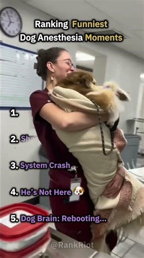 Ranking Funniest Dogs After Anesthesia