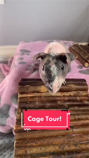 Here’s my cage tour! Let me know what you think ☺️ #hairlessguineapig #skinypig