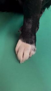 Santa paws is coming to town It’s officially Christmas here at Scruffs HQ & Bertie is feeling very festive  Are you ready for Christmas? dirtybertiethedogstrustpup | Scruffs | Facebook