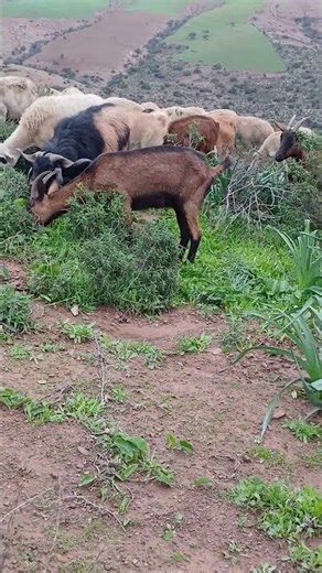 Goat Alpine/ chévre Alpine/montagne