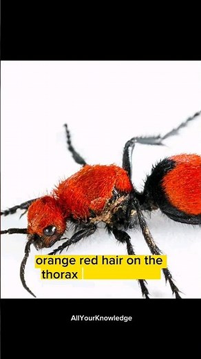 Red Velvet Ant: The Cow Killer