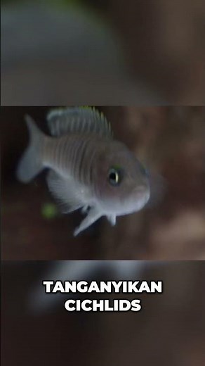 Gorgeous Cichlid Tank: Easy Setup Guide for a Thriving Colony! #shorts