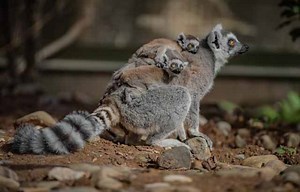 Zoo celebrates birth of six rare baby lemurs