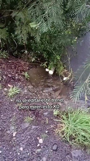Trend del carrusel animación fácil — tutorial y ejemplo