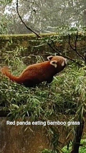 Red panda on a mossy wall, eating bamboo grass inside a zoo #lesserpanda #endangeredspecies
