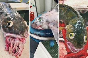 'Frankenstein fish' make this fisherman an Instagram sensation