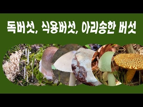 버섯철 야생버섯 구별 포인트 #야생버섯 #독버섯 #식용버섯