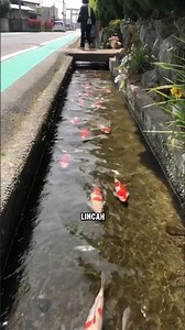 Surga Bawah Permukaan: Kisah Parit dan Ikan yang Terjaga di Jepang.