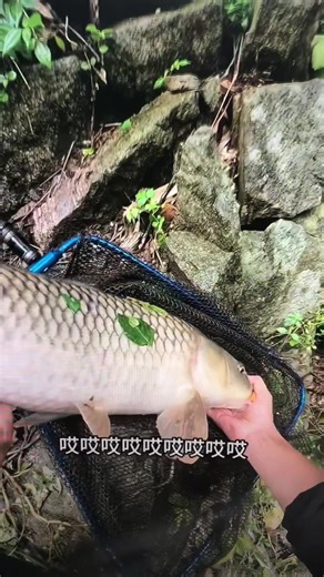 cvvv (@cvvv4089)’s videos with original sound - user21100737266