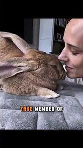 Woman Saves a Terrified Baby Rabbit From a Crow — And Gives Him the Sweetest New Life