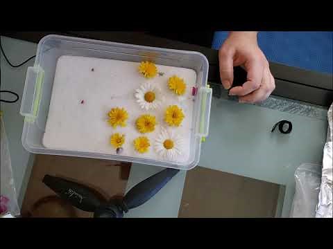 How to dry flowers for resin with silica
