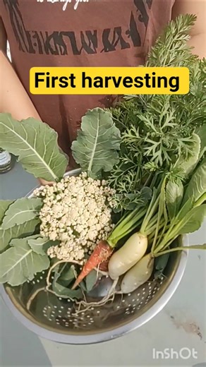 My First Harvesting..#shorts #gardening #terracegardenindia #harvesting #garden