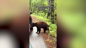 Tourists have close up encounter with a mother bear and her cub