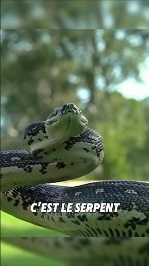 The five most venomous snakes on the planet! 🐍😨